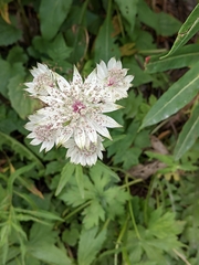 Astrantia major