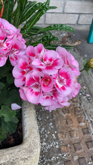 Ciconium