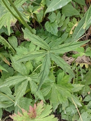 Astrantia major