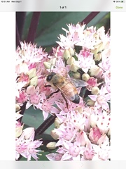 Apis mellifera