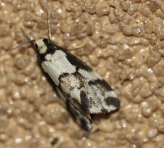 Philenora chionastis