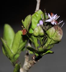 Ehretia rigida rigida