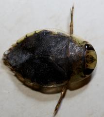 Naucoridae