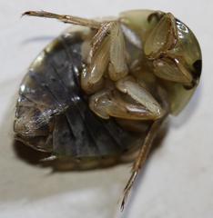 Naucoridae