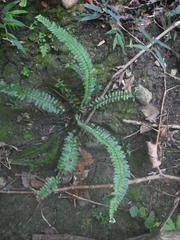 Asplenium lunulatum