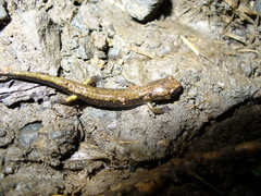 Plethodon dunni