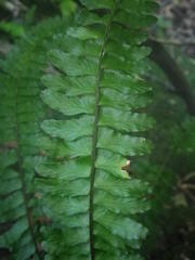 Asplenium lunulatum