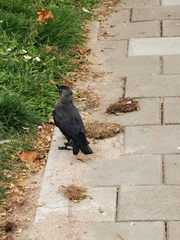 Corvus monedula