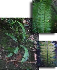 Asplenium lunulatum