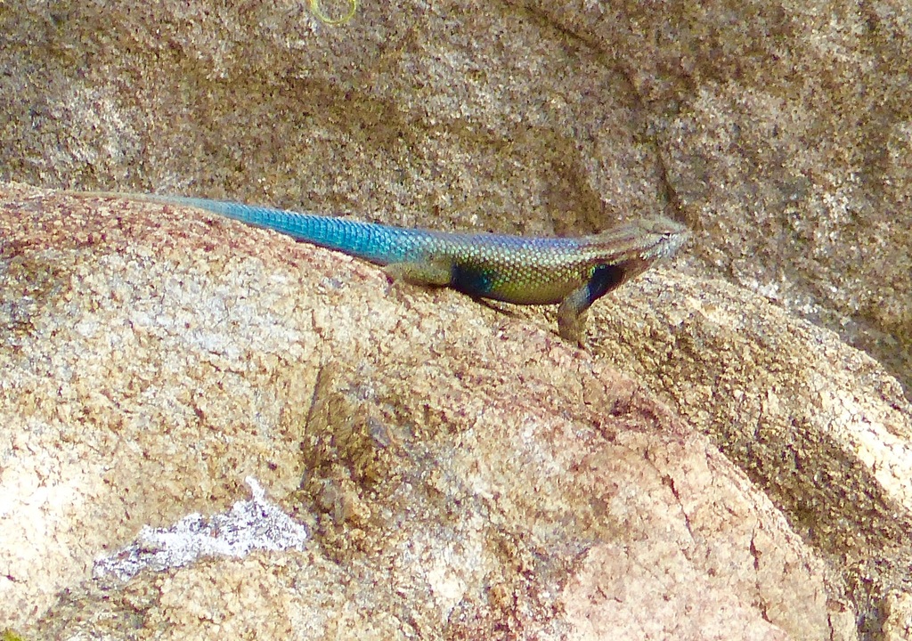 Cape Arboreal Spiny Lizard