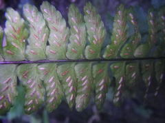 Asplenium lunulatum