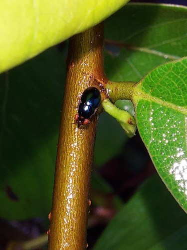 Spaniocelyphus palmi observed 2021-08-28