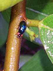 Spaniocelyphus palmi