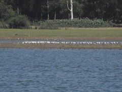 Chroicocephalus brunnicephalus