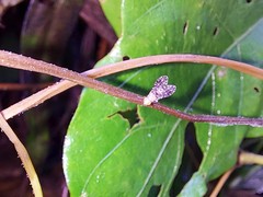 Homoneura trypetoptera