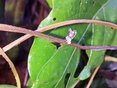 Homoneura trypetoptera