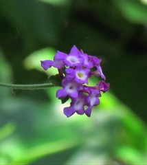 Lantana megapotamica