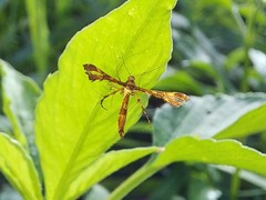Xyroptila oenophanes