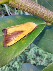 Xanthodes intersepta