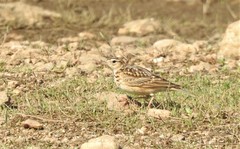 Alauda gulgula