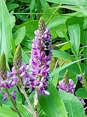 Megachile conjuncta