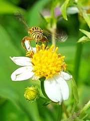 Eristalinus paria