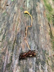 Ophiocordyceps sphecocephala