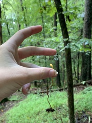 Ophiocordyceps sphecocephala