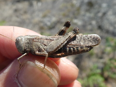 Arphia pseudonietana