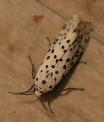 Juxtarctia multiguttata