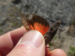 Arphia pseudonietana