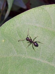 Camponotus vitiosus