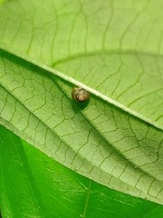 Kaliella