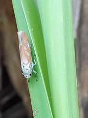 Bothrogonia ferruginea