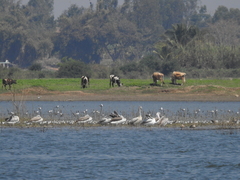Pelecanus philippensis