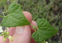 Zehneria scabra