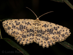 Geometridae