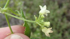 Zehneria scabra