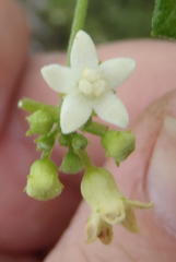 Zehneria scabra