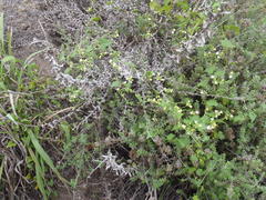 Zehneria scabra
