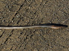 Microchaetus klopperi