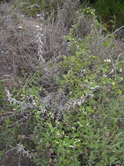 Zehneria scabra