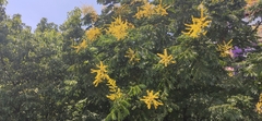 Koelreuteria bipinnata