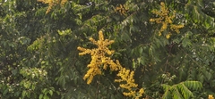 Koelreuteria bipinnata