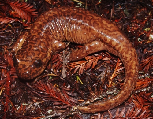 California Giant Salamander