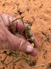 Phyllanthus warnockii