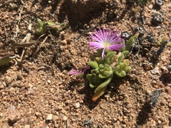 Mesembryanthemoideae