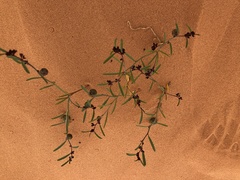 Phyllanthus warnockii