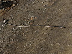 Microchaetus klopperi