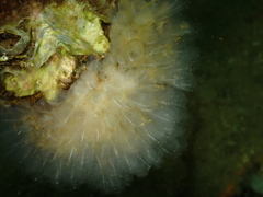 Clavelina oblonga